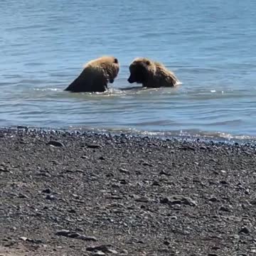 Funniest Animals - Best Of The 2022 Funny Animals Videos 🐱🐶