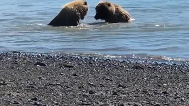Funniest Animals - Best Of The 2022 Funny Animals Videos 🐱🐶