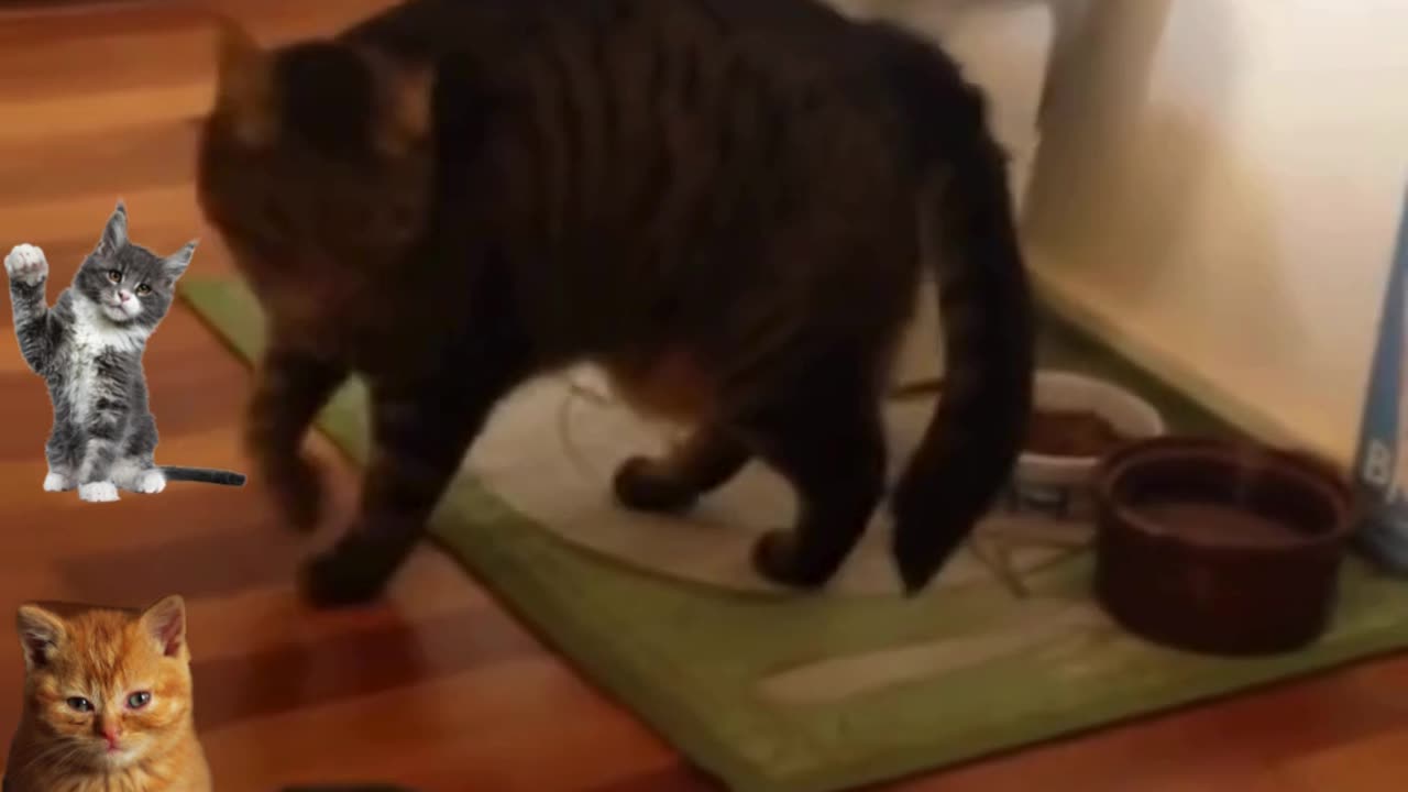 Cats Can't Handle Cucumbers?! Watch These Hilarious Reactions....