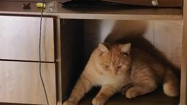 House cat