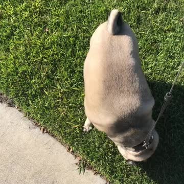 Dog Walks “Away” From Gator Part 1