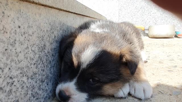 Puppy in the countryside