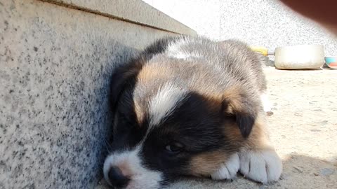 Puppy in the countryside