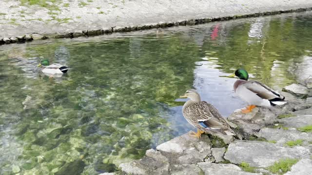 Happy Ducks