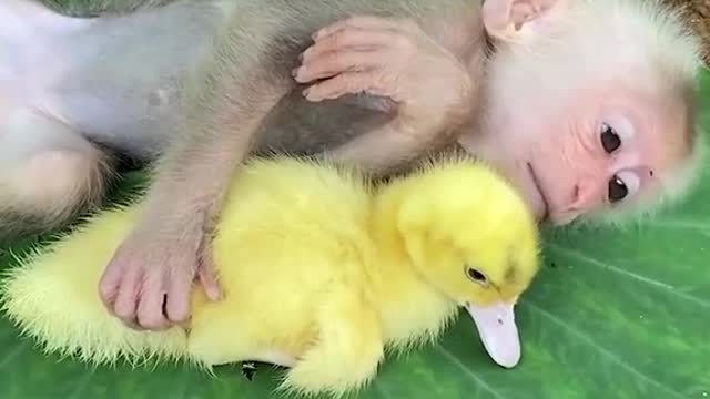 monkey and duckling