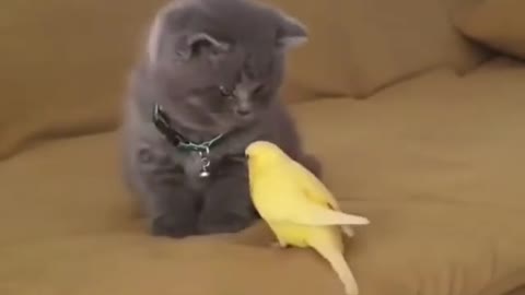 little kitten loving parrot 🐦🦜