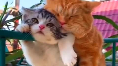 Lovable Cat Couple