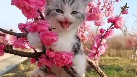 Cute Kitten's Colorful Nature Adventure!