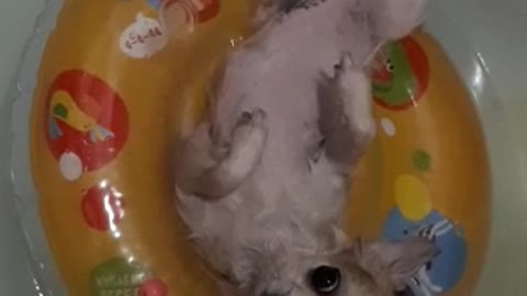 The dog is resting