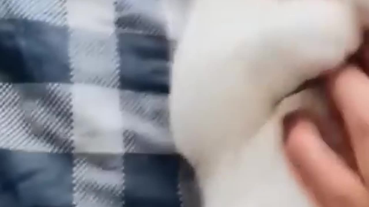 Cute cat videos