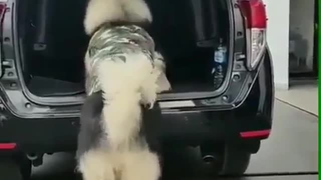 He felt he could get into the car by himself, tried it impossible