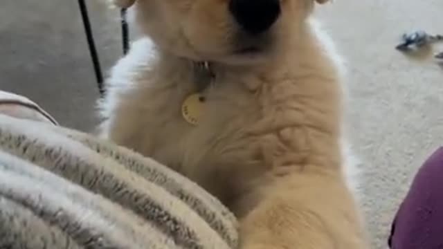 Funny & cute dog