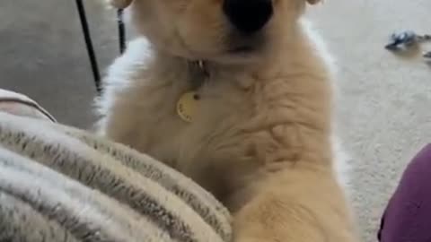 Funny & cute dog