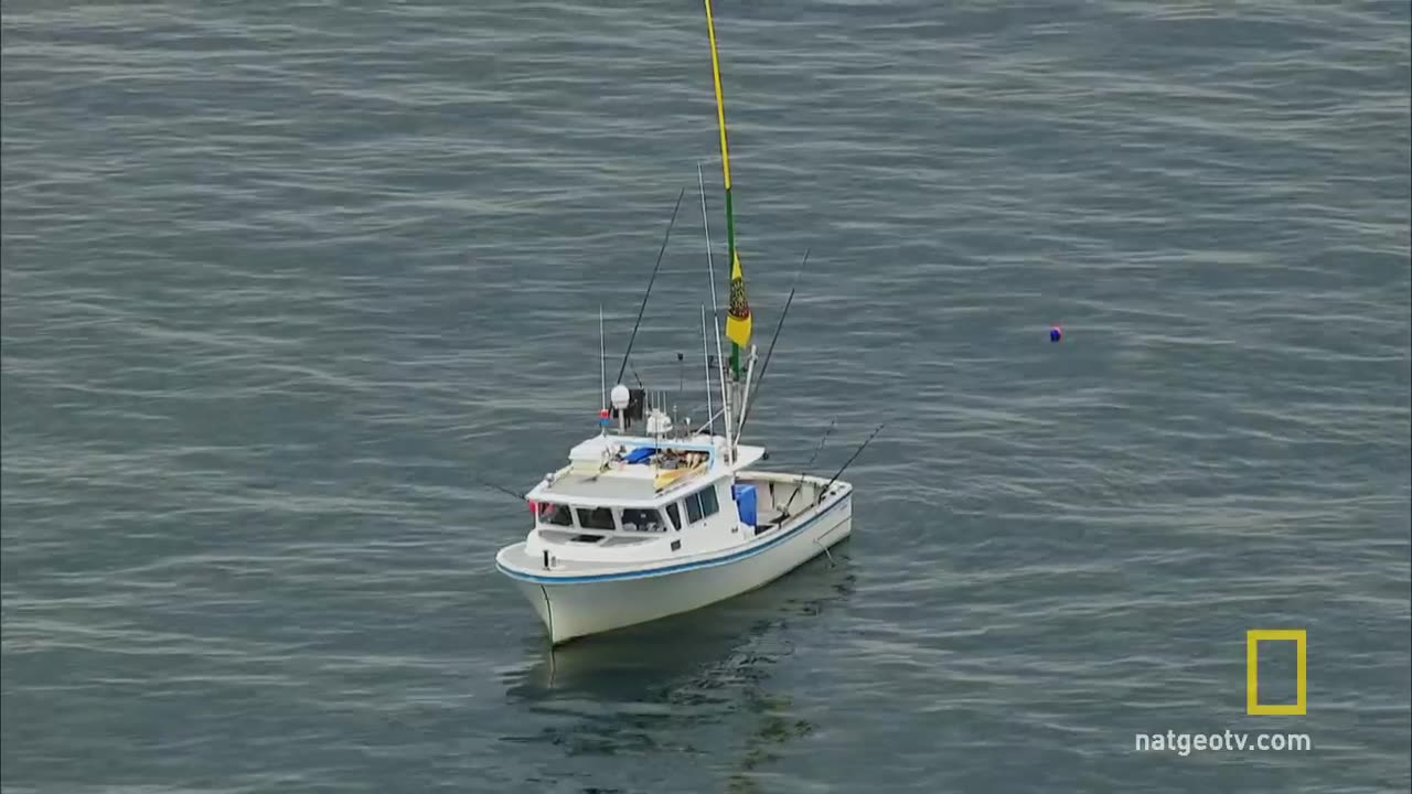 stubborn Tuna Fish