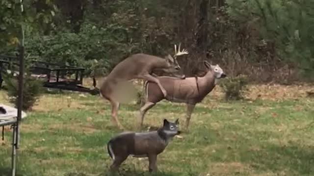 Deer Confused by Broken Doe