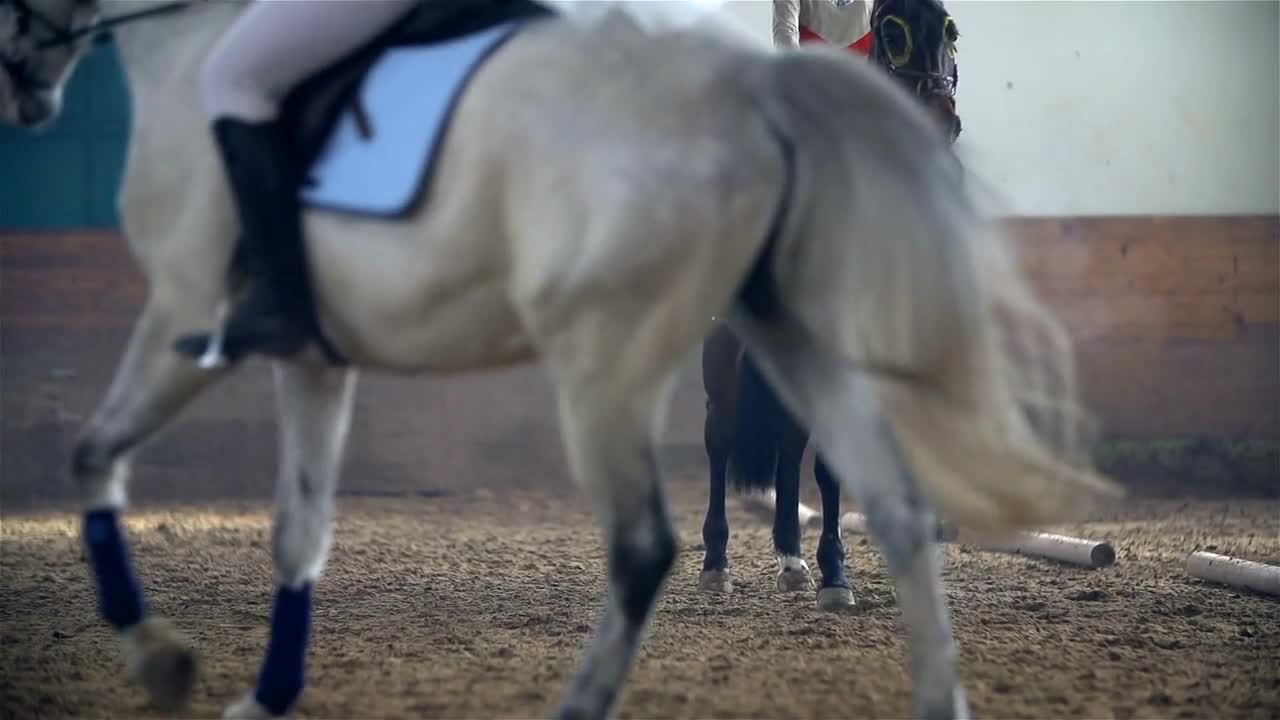 Horse Standing Other White Horse Passing By