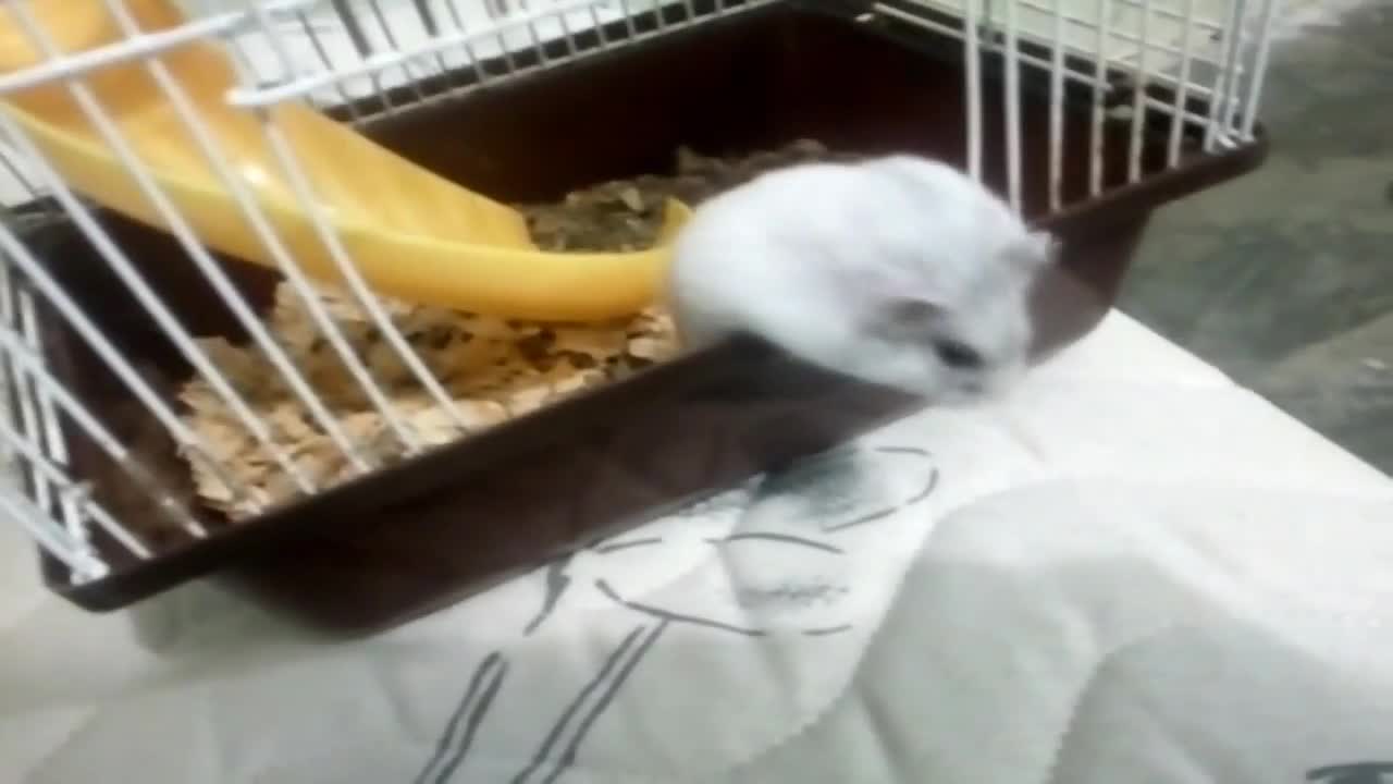 o hamster more funny of world