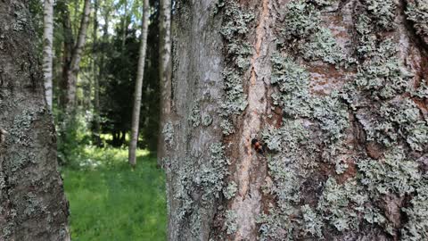 жук мертвоед в павловском парке .dead eater beetle in pavlovsky park