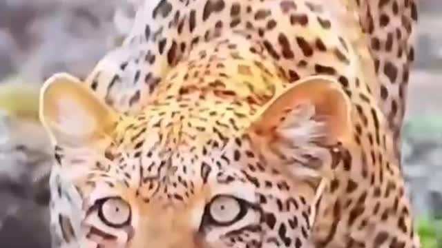 Leopards ready to hunt