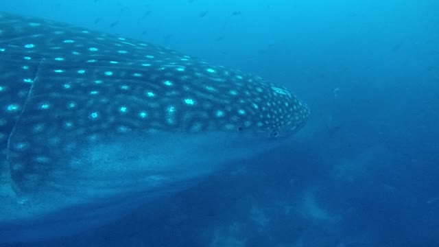 Fish sticks to whale sharks tail