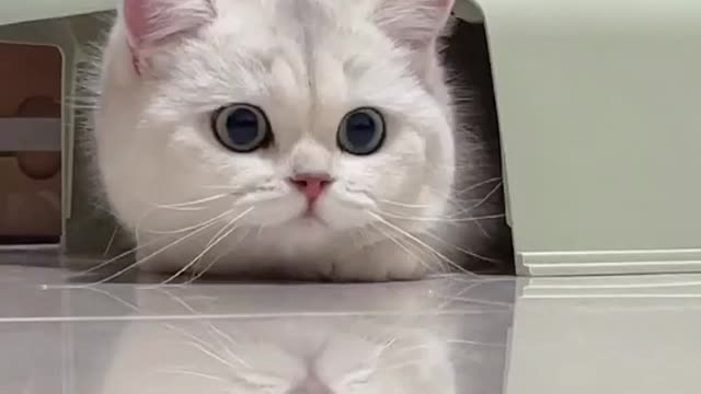 cute cat