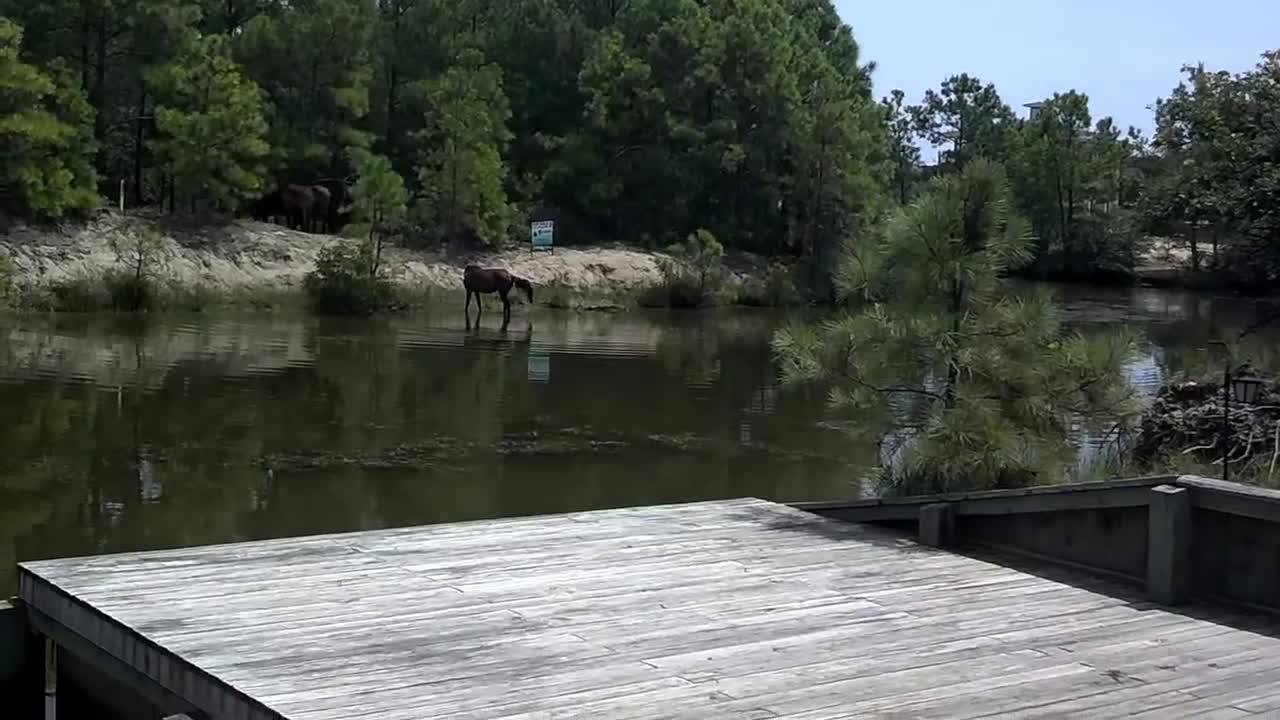 Someone Had The Pleasure To See Wild Horses In North Carolina