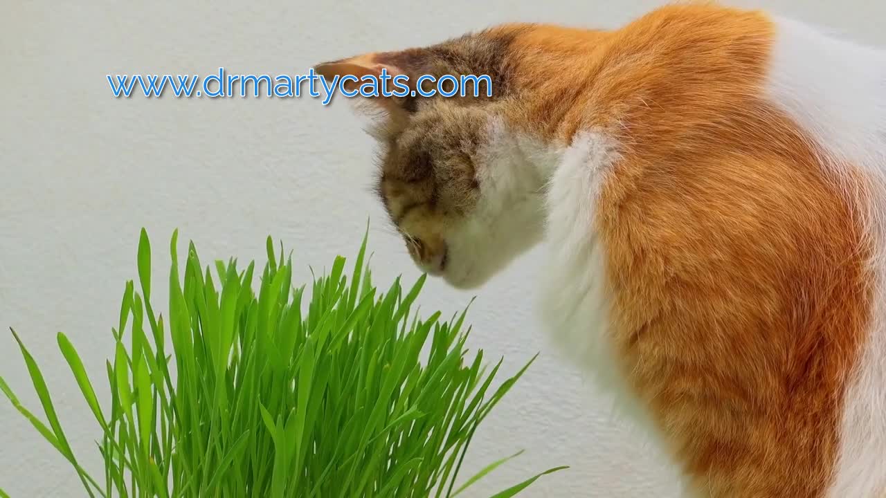 cute cat feeding time