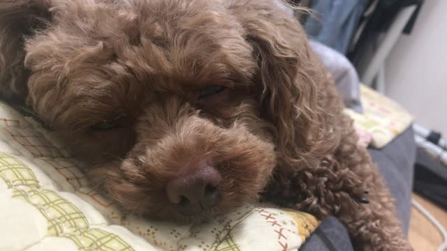 Poodle sleeping on a peaceful afternoon