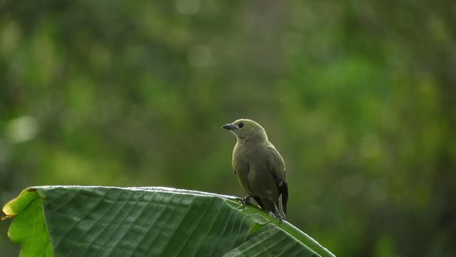 bird-tree-plant-eating-fauna