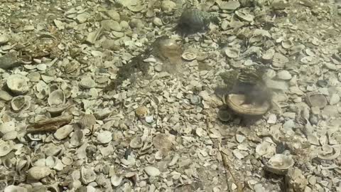 Hermit crab tries to find new shell