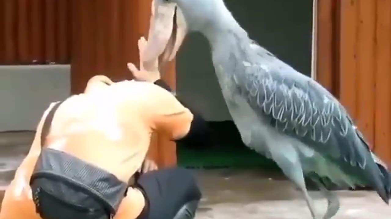 Cat walk