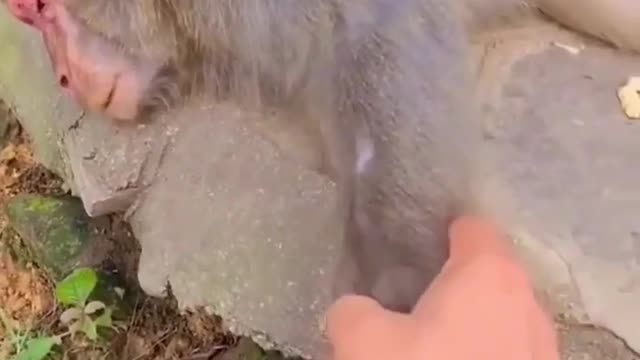 Funny monkey 🤣🤣🤣🤣🤣🤣🤣🤣🐒🐒🐒🐒🐒🐒🐒🐒🐒🐒