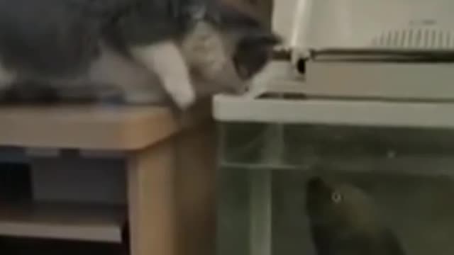 Funny video