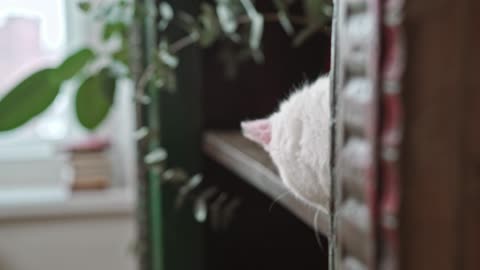 A Cat Hiding In The Bookshelves