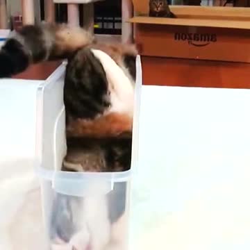 Cat? No, they are liquid !!