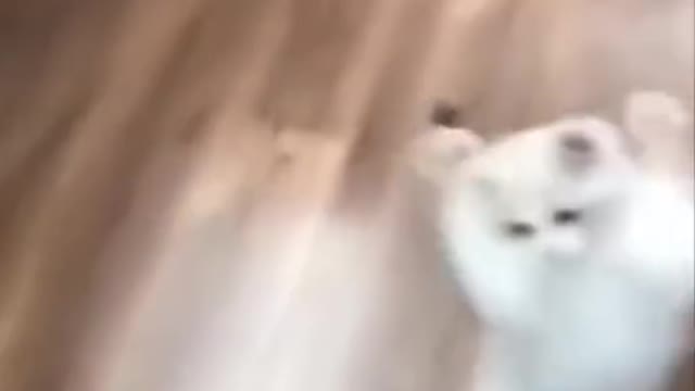Cat Reaction, funny cats video, funny animals videos,