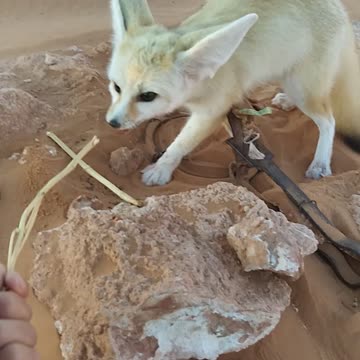 Fanack or desert fox