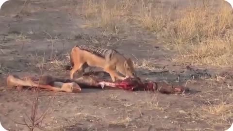 WILD ANIMALS HUNTING PREY COMPILATION