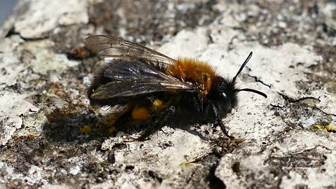 Watch Close Up TO Bee