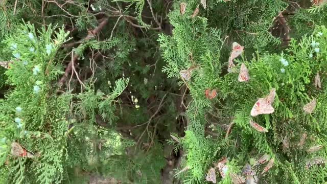 Millions of Painted Lady Butterflies