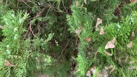 Millions of Painted Lady Butterflies