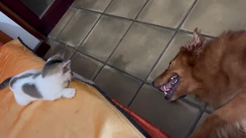 Kitten and Dog