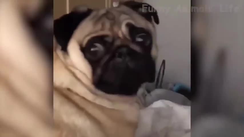 So funny animals!!! XD
