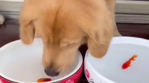 Cute and Funny Dog Videos