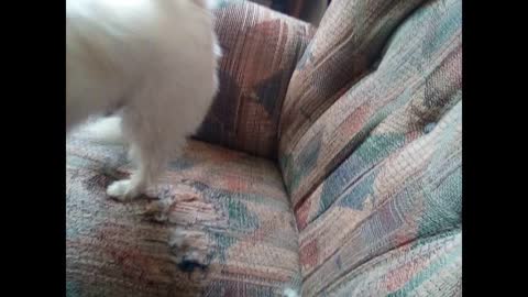 dog video