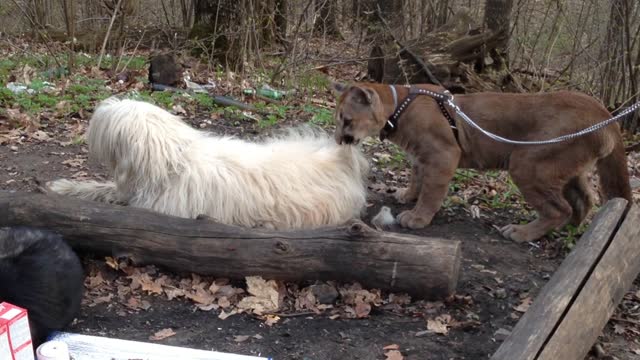 Cougar Messi combed dogs