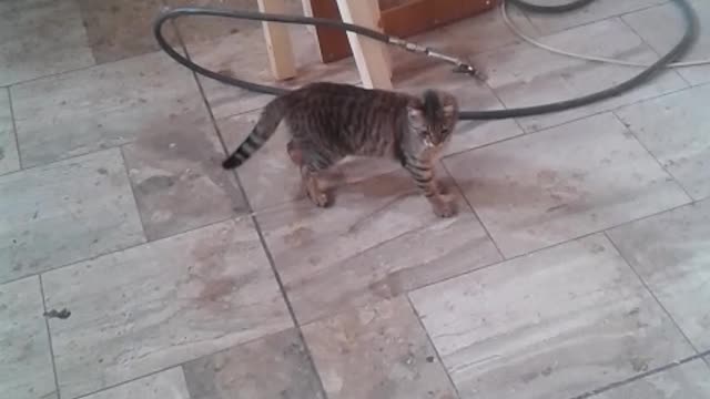 little kitten play with man