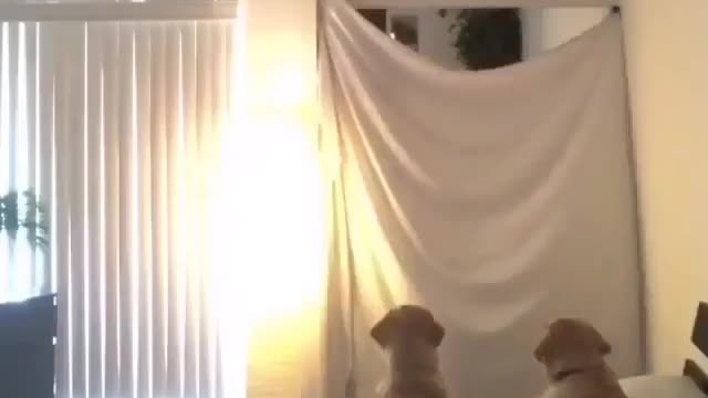 Best Funny Animal Videos 2022 😺 Funny Dog Videos 2022 😁 Funniest Dog Videos 😁😇