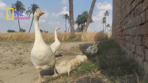 Ducks and her child walking around the wheat field