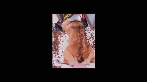 Cute Corgi Destroyed The Dog Food Packet